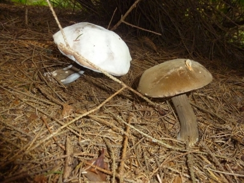 201809130842500.p1090859